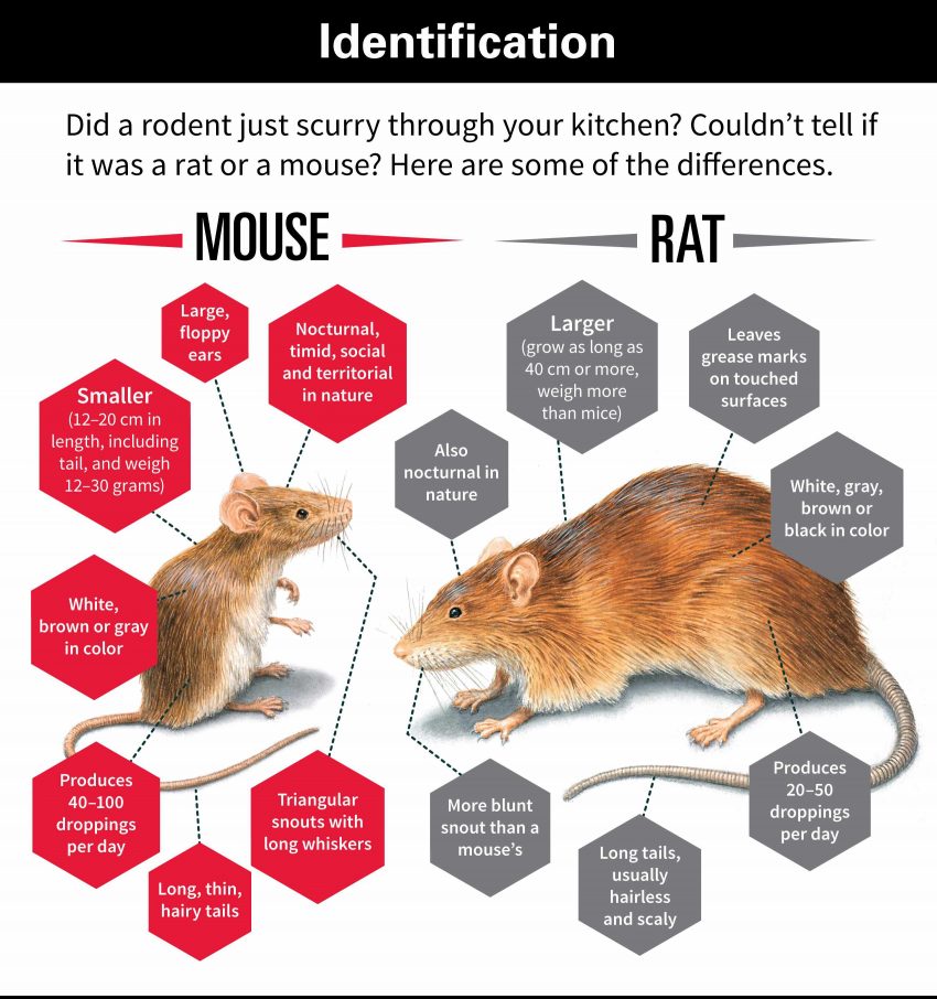 Mouse Chart